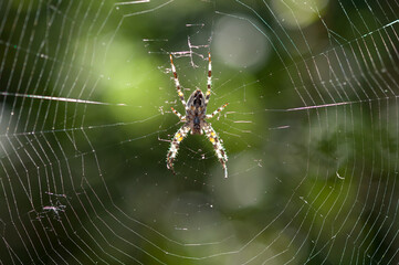 Araneus diadematus or cross orbweaver on a web