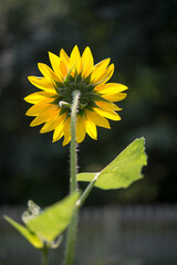 yellow sunflower (verso side) on a dark green background