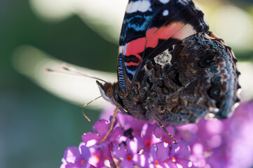 butterfly on a flower