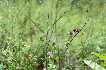 clover flowers in the field