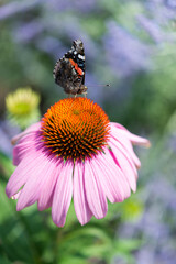 butterfly on a pink coneflower