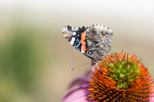 background with red admiral butterfly