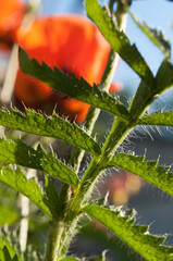 poppy leaf in the sun close up