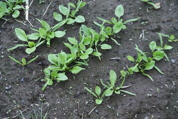 Spinach cultivation in the vegetable garden. Growth and harvest. Spring sowing can be harvested in about 30 days.