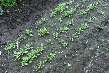 Spinach cultivation in the vegetable garden. Growth and harvest. Spring sowing can be harvested in about 30 days.