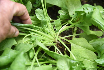 Fototapeta premium Spinach cultivation in the vegetable garden. Growth and harvest. Spring sowing can be harvested in about 30 days.