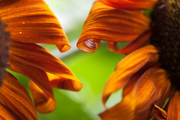 orange sunflower blossoms close up