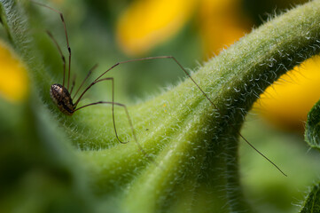 long legged spider on the bottom side of a sunflower