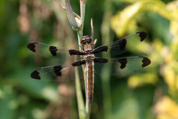 dragonfly on a branch