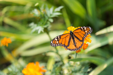 monarch butterfly on a marigold blossom