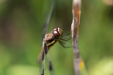 close up of a dragonfly