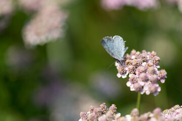 butterfly on Achillea millefolium flowers © eugen