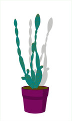 Slim potted cactus
