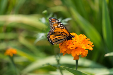 monarch butterfly on an orange marigold flower in the sun