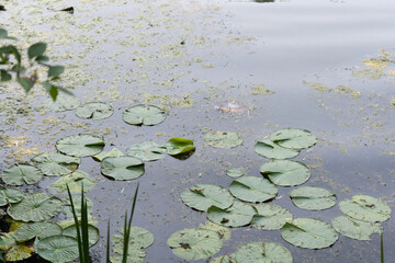 water lily pads in the pond