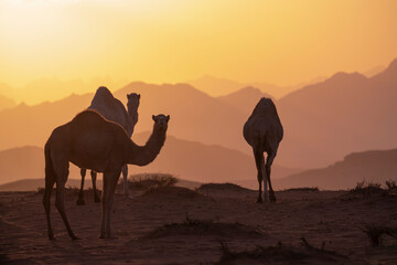 camels desert