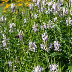 flowers in the garden