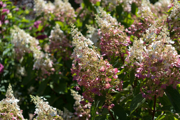 hardy garden variety hydrangea blossoms