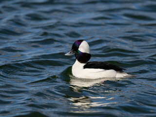 Male Bufflehead Swimming on Pond with Blue Water in Spring