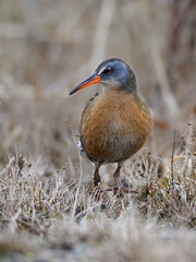 Virginia Rail  Closeup Portrait in Spring