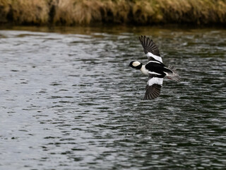 Male Bufflehead in Flight  Over Lake in Spring