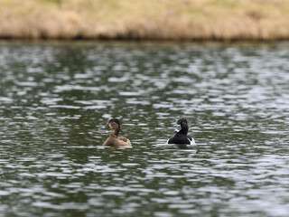  Male and Female Ring-necked Ducks Swimming on Pond in Spring