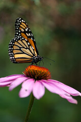 Fototapeta na wymiar monarch butterfly on pink daisy flower