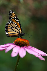 monarch butterfly on pink daisy flower