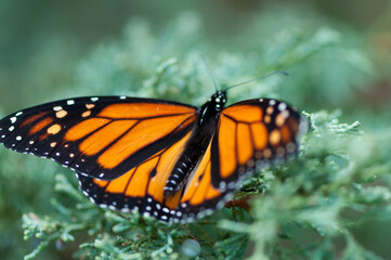 monarch butterfly resting on an evergreen branch
