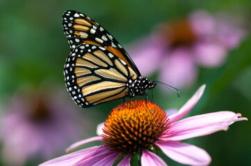 Fototapeta na wymiar close up of a butterfly on an echinacea blossom