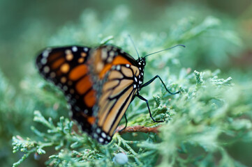 butterfly on leaf