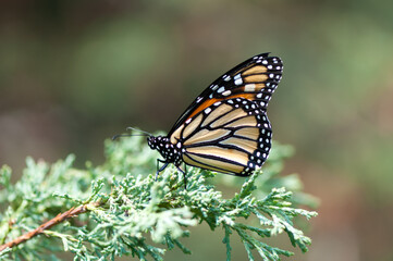 monarch butterfly on an evergreen branch