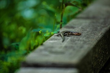 ニホントカゲ
