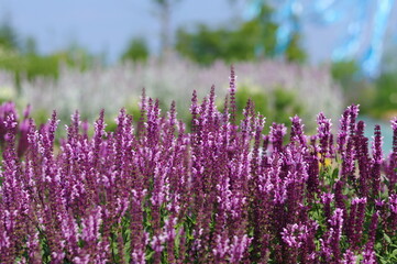 紫の花を咲かせたサルビア