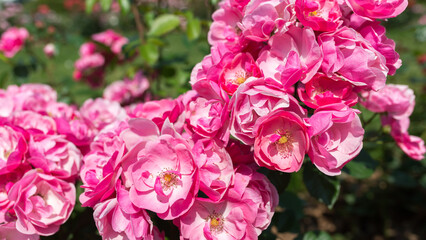 Fototapeta premium pink flowers in the sun