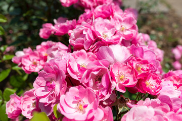 multiple pink flowers in bright sunlight
