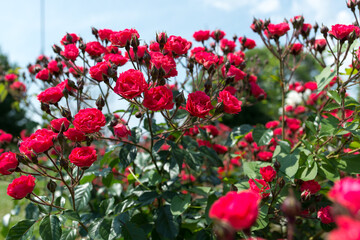 rose garden scene with red blossoms