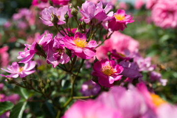 pink flowers and buds in the sun