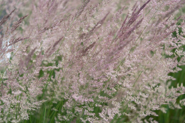 field of grass seed plumes