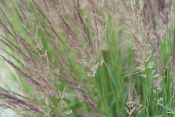 grass in a field