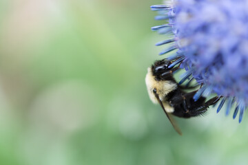 background with bee on globe thistle
