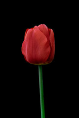 Red tulip flower isolated on black background. Tulip flower head isolated on black. Spring flower.