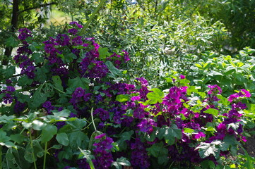 Fototapeta na wymiar 気品ある紫色の花