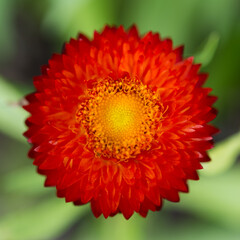close up of a strawflower