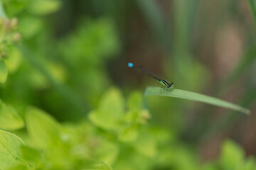 blue dragonfly on a leaf