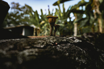 fungi on a dead log