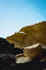 mushroom on a stump