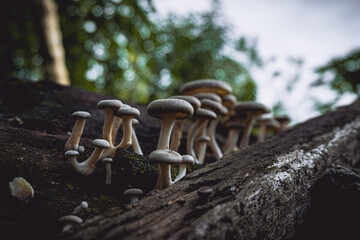 fungus growing on a stump
