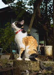 cat staring at somewhere up there