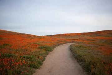 Deurstickers path through poppies © Nate